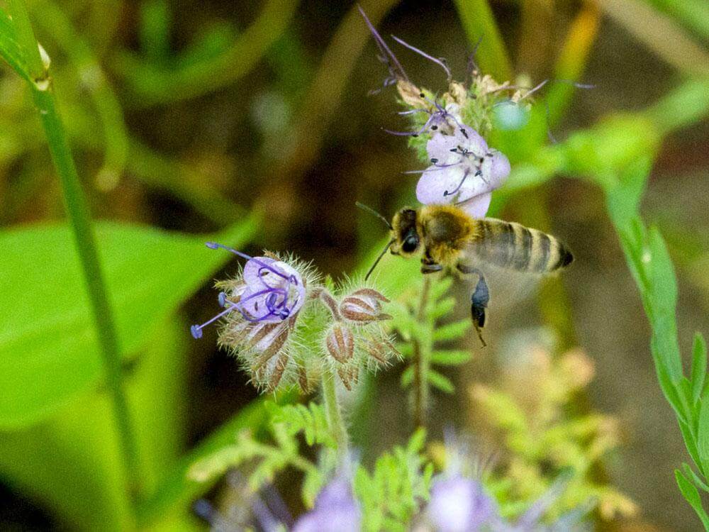 Mélange de fleurs – Prairie fleurie