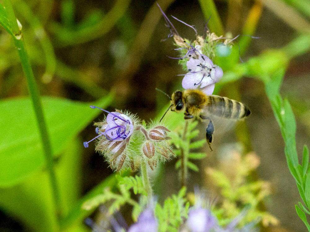 Mélange de fleurs – Prairie fleurie