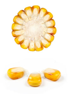 FARMIDABEL Maïs FARMIDABEL Maïs