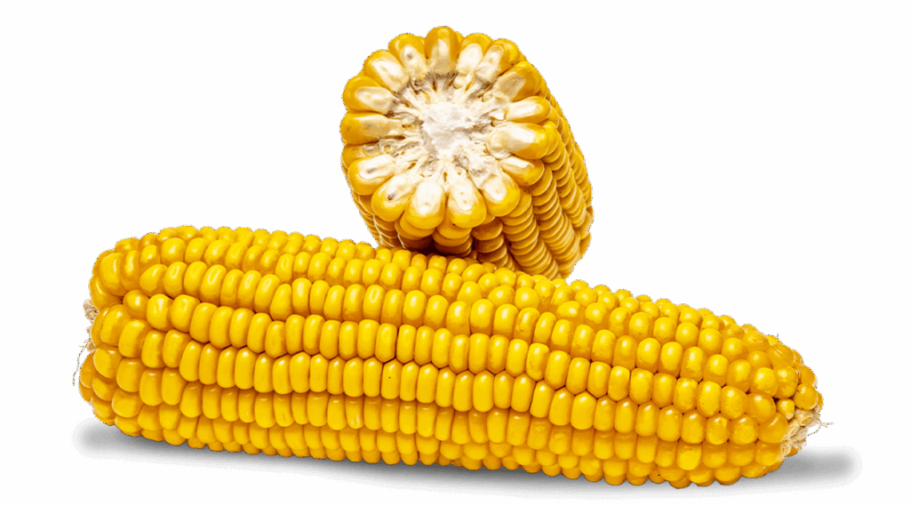 Ganzer Maiskolben und Maiskolben im Querschnitt der Sorte FARMEDOC.