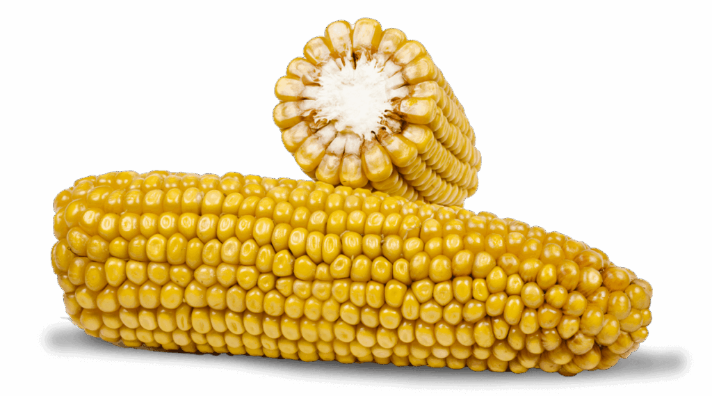 Ganzer Maiskolben und Maiskolben im Querschnitt der Sorte FARMPOWER.