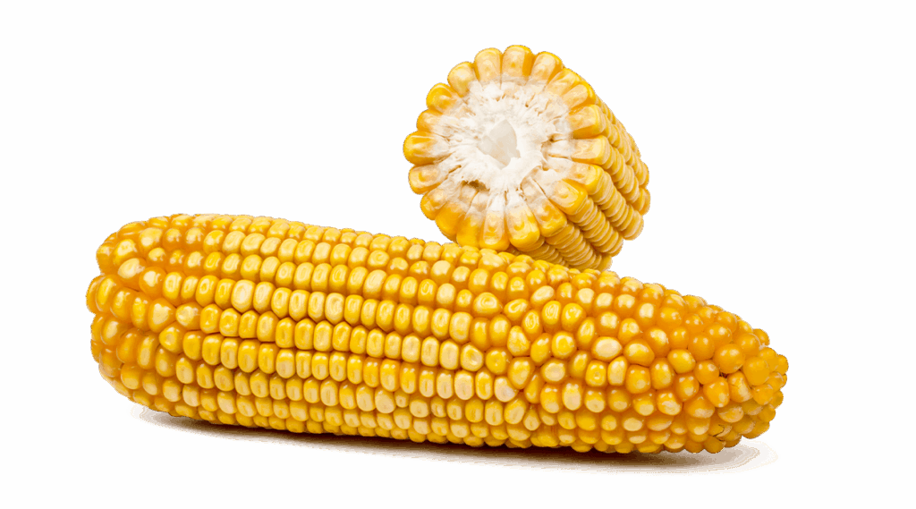 Ganzer Maiskolben und Maiskolben im Querschnitt der Sorte Farmurphy.