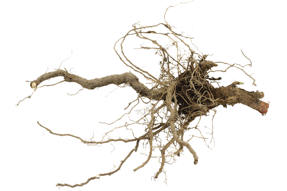 Wurzel aus der Zwischenfruchtmischung