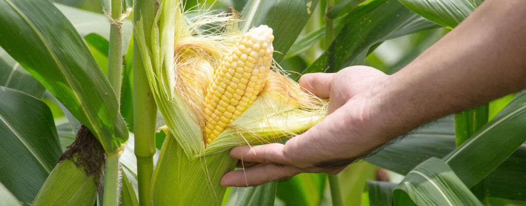 Hand an einem Maiskobeln, bei dem das Lieschen noch grün ist, aber sich langsam öffnet