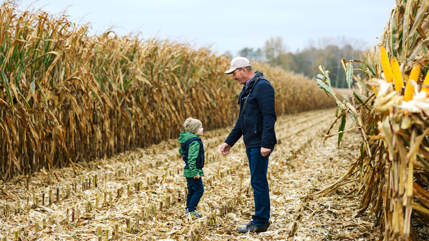 Vater und kind auf einem teils abgeernteten Maisfeld